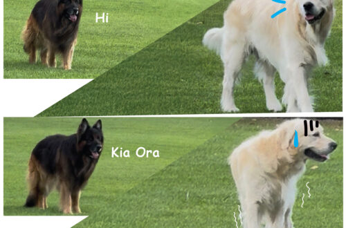 阿發VS德國狼犬