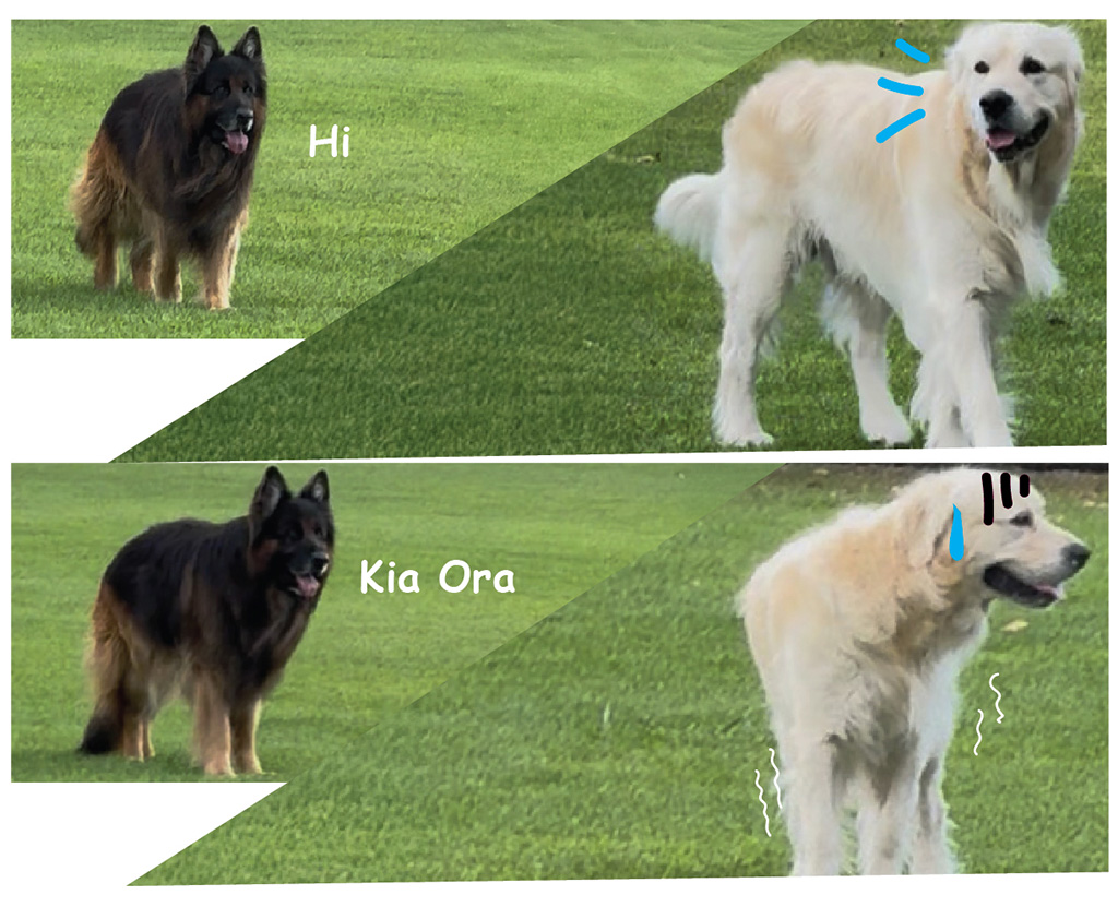 阿發VS德國狼犬